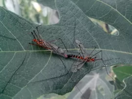 Insectos palo tipos características reproducción hábitat Descubre todo sobre estos fascinantes insectos